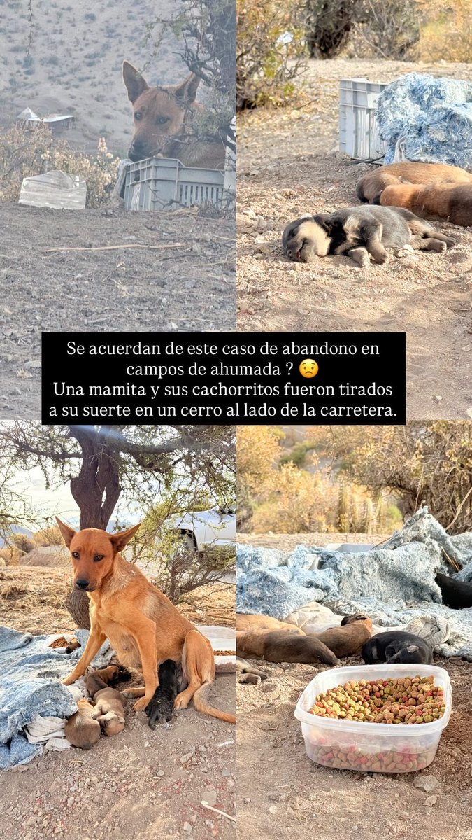 _catalinacm's tweet photo. Me ayudan a compartir!! 🥺🙏🏻
Del rescate solo quedan 2 cachorras y su mamita, todas esterilizadas 5 meses tienen.. ayúdenme a que puedan encontrar su casita definitiva 🥺🥺🥺🥺

#LosAndes y todo el valle del Aconcagua https://t.co/ipC6D0iCOo