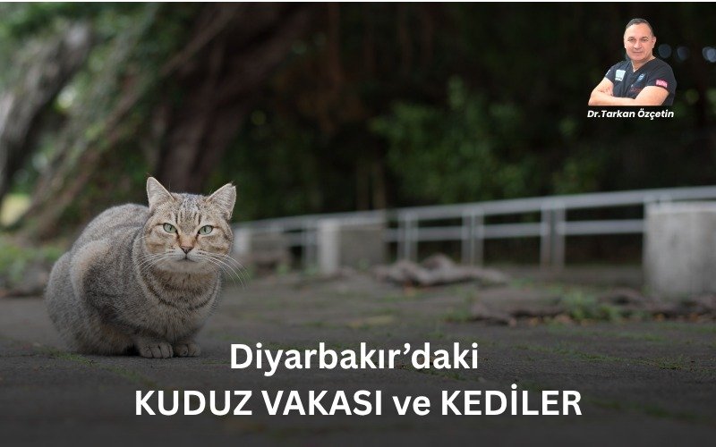 DrTarkanOzcetin's tweet photo. Diyarbakır'da bir çocukta kuduz tespit edildiğine ilişkin haberlerden sonra yüzlerce mesaj aldım. Görüşümü soran, endişesini paylaşan herkese topluca cevap vermek istiyorum.

Öncelikle kuduz son derece ciddi ve ölümcül bir hastalıktır. Şüpheli her hayvan teması ciddiye alınmalı ve temas sonrası tıbbi değerlendirme kesinlikle geciktirilmemelidir.

Diyarbakır Valiliğinin açıklamasını ve konuyla ilgili haberleri dikkatle takip ediyorum.

Ancak burada çok önemli bir ayrım yapmamız gerekiyor:

Bir çocukta kuduz hastalığının laboratuvar olarak doğrulanması başka, bu hastalığın dört ay önce temas ettiği belirtilen bir kediden bulaştığının bilimsel olarak ortaya konulması başka bir şeydir.

Bugün kamuoyuyla paylaşılan bilgiler üzerinden, söz konusu kedinin hastalığın kesin bulaş kaynağı olduğunu gösterecek yeterli bilimsel veri görmüyorum.

Kediler ve diğer tüm memeli canlılar, hatta yunus ve balinalar dahil, kuduz olabilir ve uygun koşullarda kuduzu bulaştırabilir. Bunu tartışmıyorum. Ancak bir hayvanı belirli bir kuduz vakasının kaynağı ilan etmek de bilimsel kanıt gerektirir.

33 yıldır kedilerle çalışan bir veteriner hekim olarak son dönemde kediler üzerinden oluşan dili ve atmosferi dikkatle izliyorum. Nereye doğru gidildiğini görüyorum. Şimdilik bunun ötesinde bir değerlendirme yapmak istemiyorum...

Ama bir konuda sessiz kalamam:

Isırma mı, tırmalama mı olduğu dahi haberlerde farklı aktarılan tek bir olay üzerinden kedilerin toplum sağlığı için tehdit olarak gösterilmesine ve bunun binlerce sahipsiz kedinin yaşamını tehlikeye atabilecek bir korkuya dönüşmesine izin vermemeliyiz.

Kuduzla mücadele edilmelidir. Hem de tavizsiz biçimde.

Fakat bunun yolu korku yaratmak veya kedileri hedef göstermek değil; aşılama, sürveyans, doğru temas sonrası profilaksi, epidemiyolojik araştırma ve bilimsel veridir.

Kuduz ve özellikle kedilerde kuduz konusunda uzun zamandır yazıyor ve bilimsel verileri paylaşmaya çalışıyorum. Konuyu daha ayrıntılı merak edenler bu konudaki makalelerimi okuyabilirler. Böyle dönemlerde sosyal medya manşetlerinden önce bilimsel bilgiye başvurmanın çok daha önemli olduğunu düşünüyorum.

Çocuğumuza acil şifalar diliyorum.

Çocuklarımızı kuduzdan koruyalım.
Kedilerimizi de kanıtsız suçlamalardan koruyalım.

Dr. Tarkan Özçetin
Veteriner Hekim
