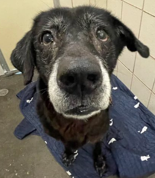 HeikeE25175's tweet photo. ๐จ TEXAS SHELTER EMERGENCY! 7YO frosty-faced Lab mix MEMPHIS (#A388041) is on the acute kill list for space at Corpus Christi ACS! Only $25 to adopt! Please RT to save her life! ๐ญ๐ @FFT1776 @PawsnTails4TX #SaveMemphis https://t.co/Fwc4M36GEj
