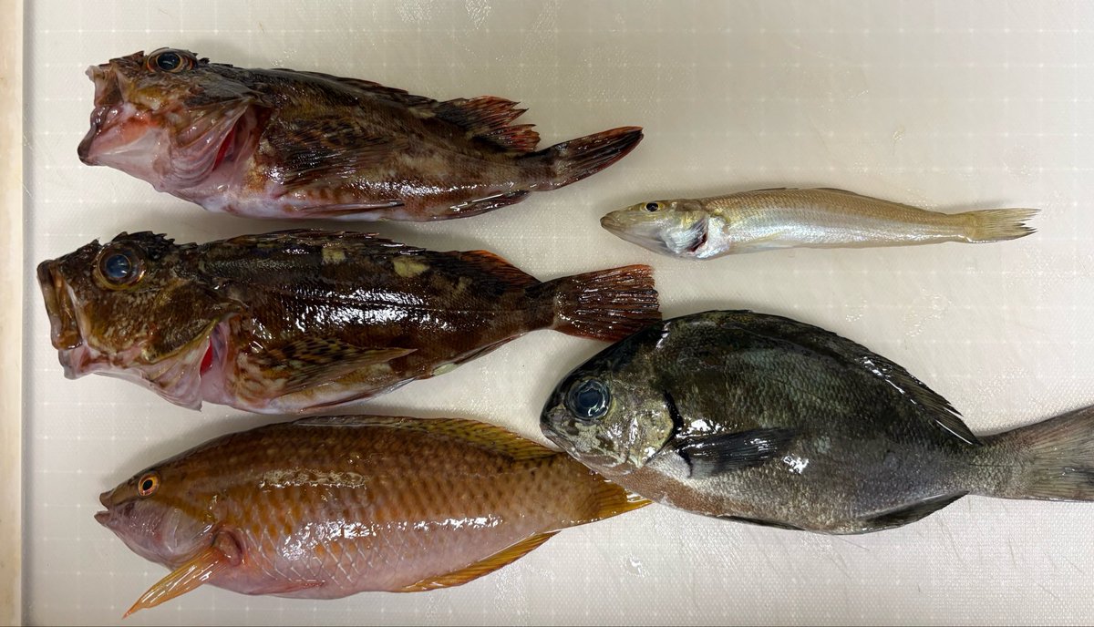 TT60237137's tweet photo. 食べる分だけお持ち帰り、、父の釣果はチビギスのみ🤣ササノハベラはブリブリだったので…初実食!! https://t.co/FmrStr5Vpa