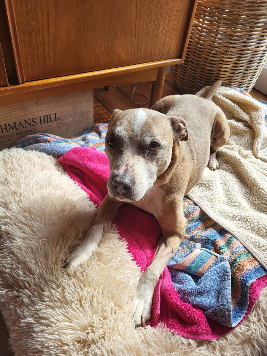 DT_WestCalder's tweet photo. Meet Tia! This girl loves nothing more than lazing around on the weekends and honestly, she deserves to 💛

Tia is currently in foster with all of her home comforts while waiting for her family to come along and adopt her. 

You can find her on the website here: https://t.co/s7kOCCkYBL

#AdoptDontShop #ADogIsForLife

@DogsTrust