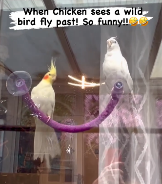 NorthernParrots's tweet photo. #rachels_spoilt_pets #cockatiels #cockatielsofinstagram #cockatiellove #cockatielsofig #cockatiellife #funny #funnyreels #cuteanimals #cutepets #howrude #cockatielsworldwide #trendingreels #trending #budgiesofinstagram #parrotletsofinstagram #parrotsofinstagram #flocksofinstagram #chicken #pippin