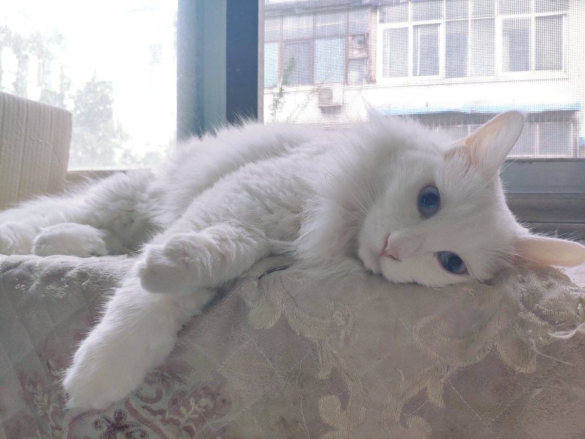 Lildooniemailc2's tweet photo. My little furball’s purrs are the best alarm—woke up to soft snuggles on this rainy Sunday, no better way to slow down https://t.co/pDNVils09b