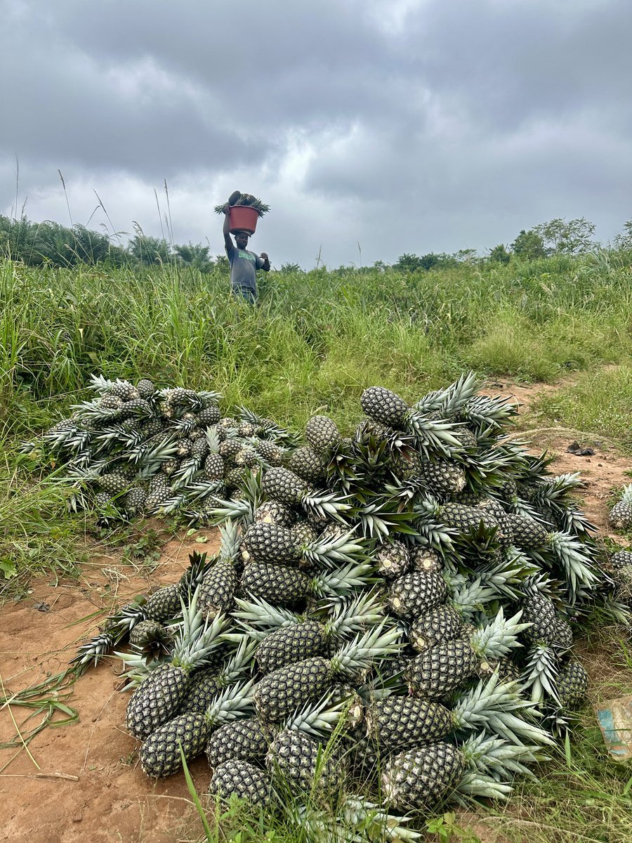 Pentagro_vent's tweet photo. Harvest season🍍 https://t.co/1nH50gvCMc