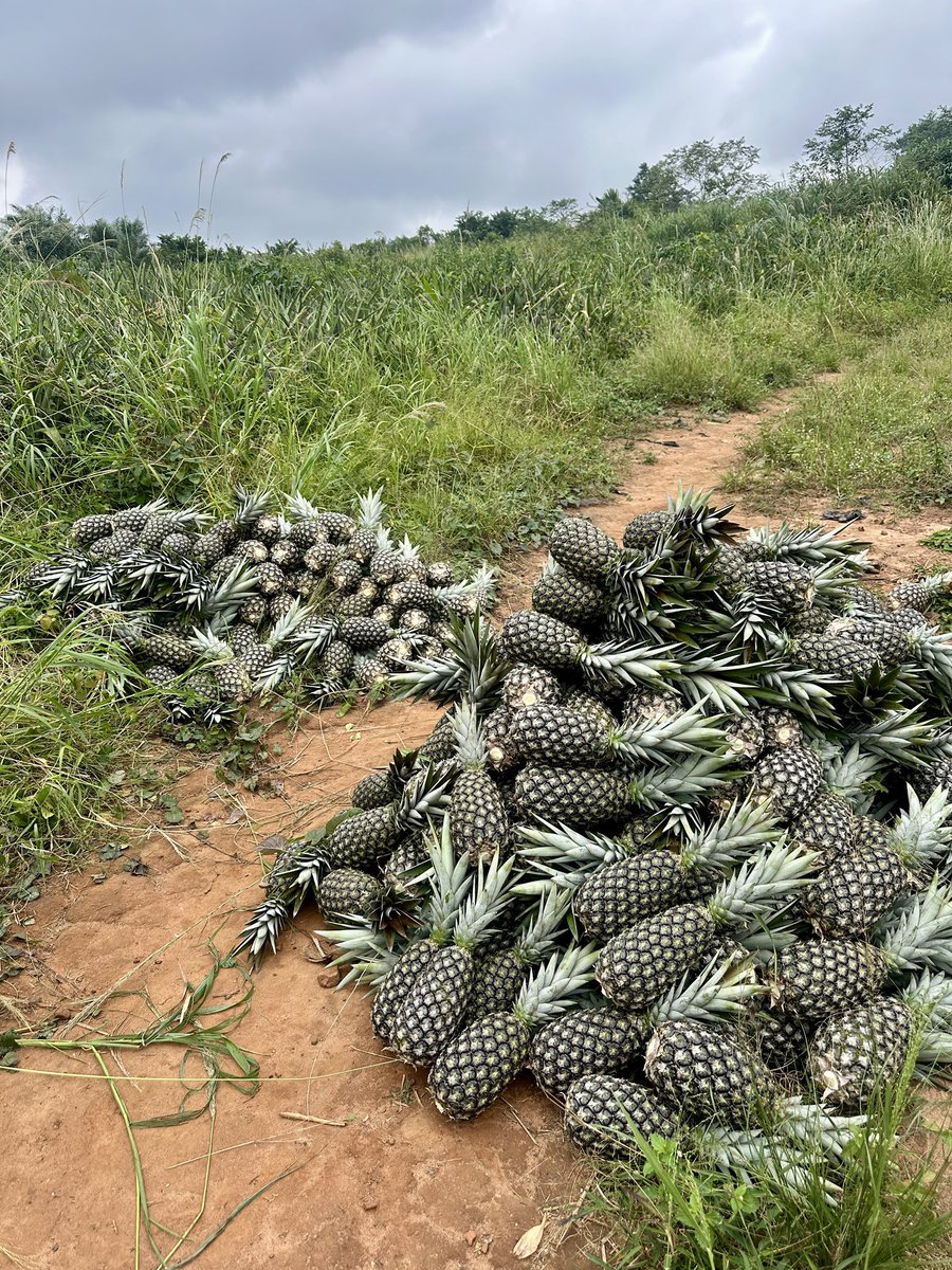 Pentagro_vent's tweet photo. Harvest season🍍 https://t.co/1nH50gvCMc