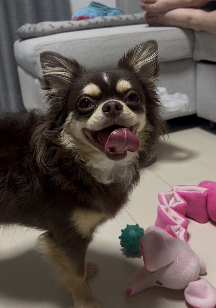 thiaki_mimimi's tweet photo. #拡散お願い 
 #拡散希望 
 #迷い犬 
チワワを探しています。
8月15日（土）、丹波篠山、デカンショ祭りにて、チワワの行方が分からなくなりました。
当時、GAP1969とプリントされた緑色の服を着ています。
警察署には通報を入れております。
何か情報がございましたら、コメント、DM、お願い致します https://t.co/K3IvWjgWHS