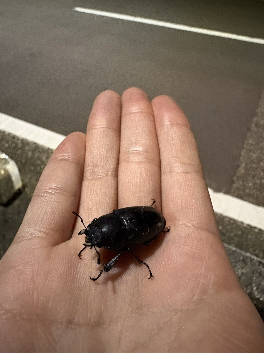 ma___0817's tweet photo. かわちいの発見👀 https://t.co/ncRkJAs5IZ
