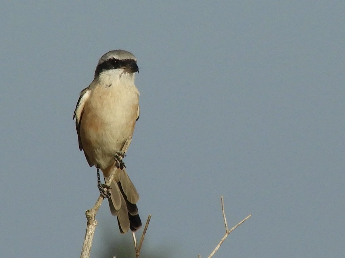 JamesJeherbert's tweet photo. Great afternoon yesterday with the Long-tailed Shrike at Eastleach Downs. 3 Whinchat, 2 Redstart, 8 Red legged partridge, 3 Grey partridge, Yellowhammer, Sparrowhawk a clouded yellow and a stoat. https://t.co/qixOv2OMrI