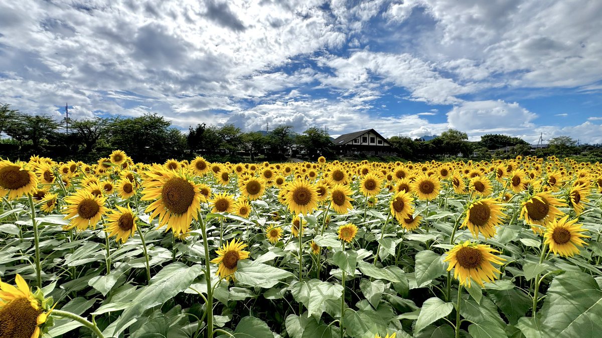 eno_jbcc's tweet photo. 丹生湖（にゅうこ）のひまわり畑が見頃でした🌻 https://t.co/k1J5gvQMiK