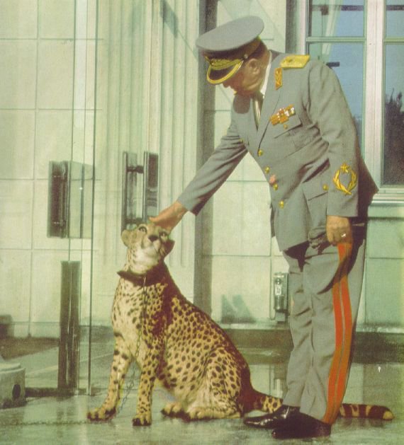YugoslavVisuals's tweet photo. Tito with his pet cheetah, a gift from Emperor Haile Selassie of Ethiopia, 1956. https://t.co/7sic759mRt