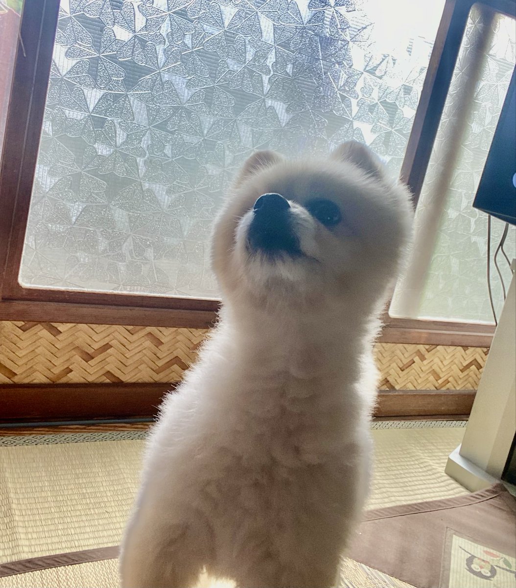 superdpnonsugar's tweet photo. 犬の足と私の説得を聞く犬🐶(お墓参りは留守番だよ！) https://t.co/AdOHII6tvv