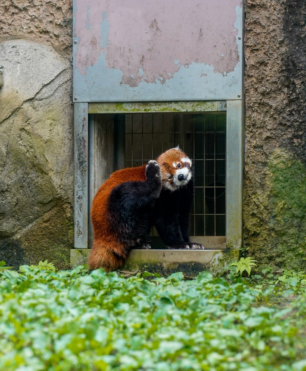 takeboo35's tweet photo. 大人の夏休み。8日目

多摩動物公園

​「可愛さ」と「凶暴さ」と「身勝手さ」からくる狂気😈

貴方様と目が合ったらドキドキ💓し、ブラックホールのごとし吸い込まれる。

魅惑のモフモフ感の身体に顔うずめて、スーハし肺いっぱいにしながら、鋭利な爪でひっかかれたい。

そして、消費的なオタ活🔔 https://t.co/wcilAvn0yA