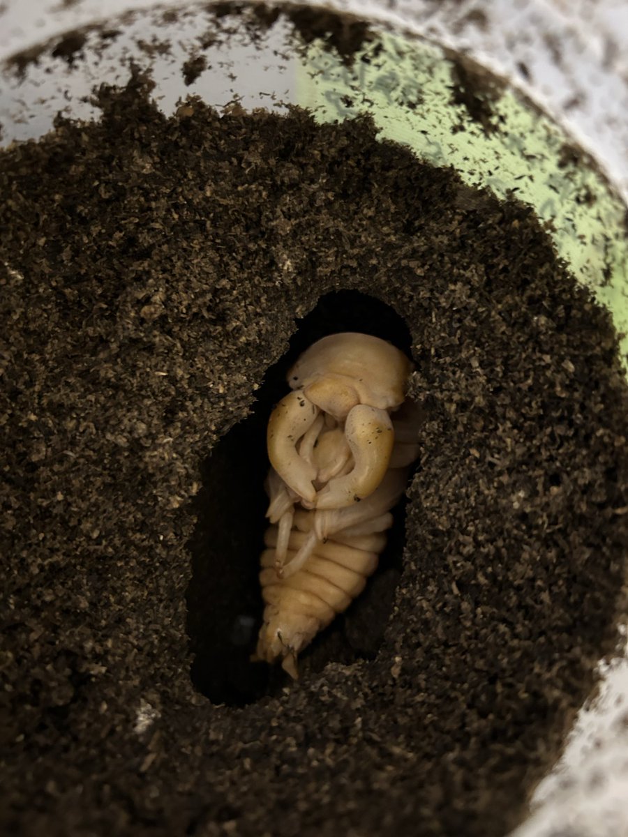 akairotakeo's tweet photo. タランドゥス
なかなか良い型が出現！！
サナギ体重は35g
我が家初の90up期待して良いですかね(*^^*)
サイズも欲しいけどまずは理想の形を追い求めて！ https://t.co/seSpG683Ft