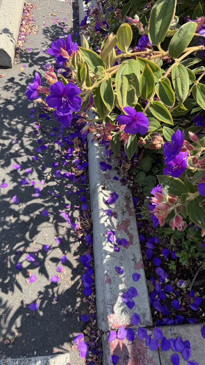 Susan52284214's tweet photo. 超市买的羊角蜜。种子随手一丢。 https://t.co/TKccRY9sl2
