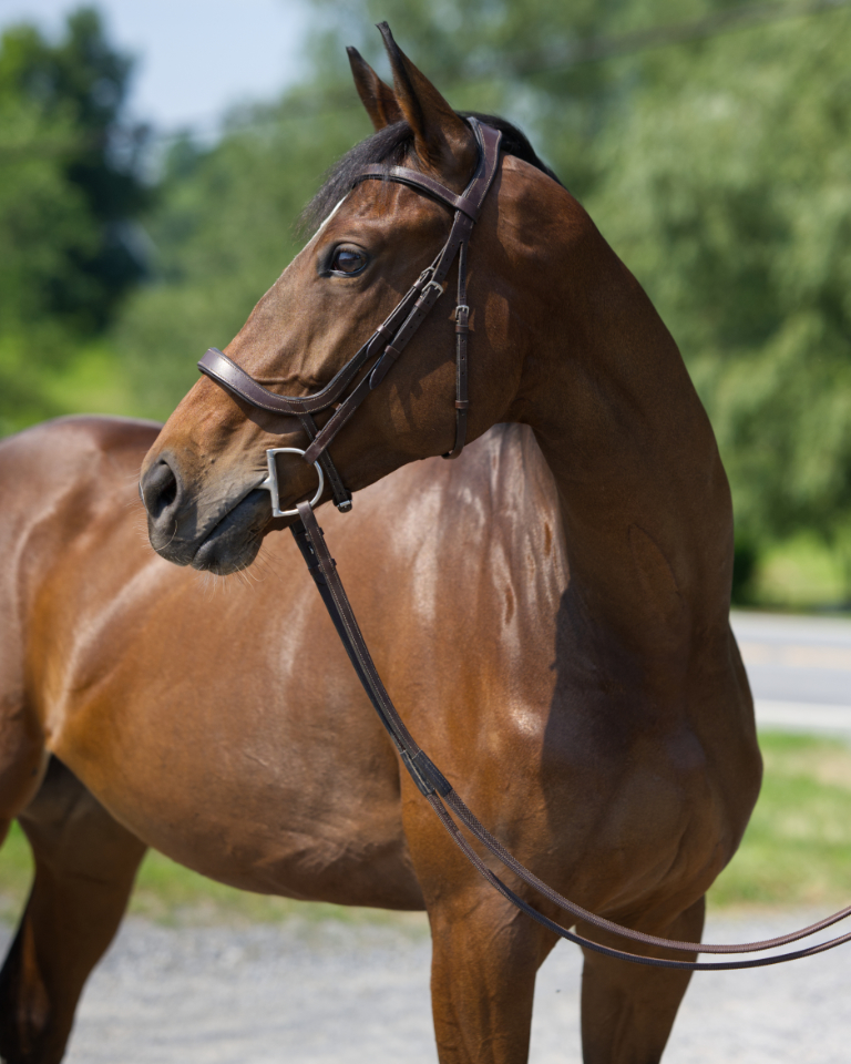NewVocations's tweet photo. The mare everyone seems to be TERRIFED of...😨

So she still hasn't found a home...going on 361 days...😟

What else can we do to convince you she is an AMAZING horse who deserves a great home? 

Let's get to the reason people are afraid:
"Is she dangerous?" NOT AT ALL! 
"Is she unsound?" NEVER HAS BEEN SINCE WE'VE HAD HER! 
"Does she have bad habits?" THE MARE COULDN'T DO A THING WRONG! 
"Can she be ridden?"  YES! SHE EVEN GOES OVER JUMPS! 
"Well then what is the problem??"  

Looking for Ginny has some osselets in her ankles that look a bit knarly on radiographs - her ankles are bigger than most (cankles some would say...) but outside of their look both in person and on xray - THEY AREN'T AFFECTING HER! She is sound, happy, and ready to work. She has carried junior riders, gone over jumps, looks FLASHY on the flat and could SHINE in a dressage ring or be perfect in a lesson program. Don't let her 'cankles' deter you from getting the best partner...it would just be rude don't you think? Could you be the warm hug for Looking for Ginny? OR do you know someone she'd be perfect for?? 

Check out her profile here: https://t.co/2PqqCTngbN
By Looking At Lucky, winner on the racetrack and now in our hearts...

Click here to become an approved an adopter: https://t.co/we2DGhzJtj

Help us find this WONDERFUL mare a home! She truly deserves it. 🫶