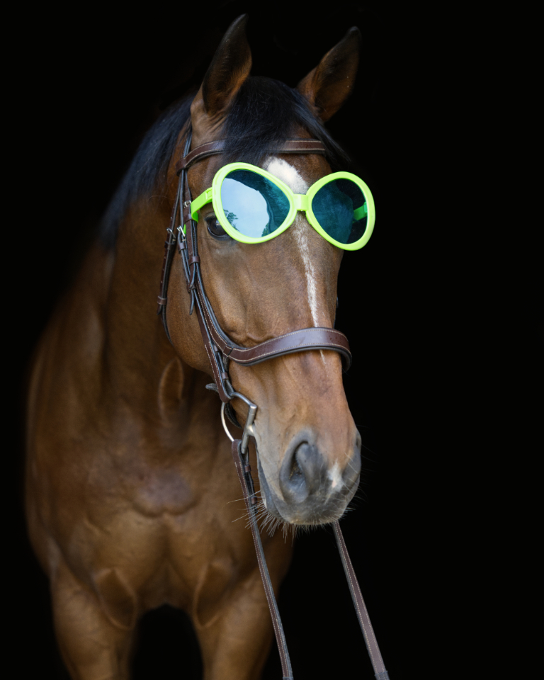 NewVocations's tweet photo. The mare everyone seems to be TERRIFED of...😨

So she still hasn't found a home...going on 361 days...😟

What else can we do to convince you she is an AMAZING horse who deserves a great home? 

Let's get to the reason people are afraid:
"Is she dangerous?" NOT AT ALL! 
"Is she unsound?" NEVER HAS BEEN SINCE WE'VE HAD HER! 
"Does she have bad habits?" THE MARE COULDN'T DO A THING WRONG! 
"Can she be ridden?"  YES! SHE EVEN GOES OVER JUMPS! 
"Well then what is the problem??"  

Looking for Ginny has some osselets in her ankles that look a bit knarly on radiographs - her ankles are bigger than most (cankles some would say...) but outside of their look both in person and on xray - THEY AREN'T AFFECTING HER! She is sound, happy, and ready to work. She has carried junior riders, gone over jumps, looks FLASHY on the flat and could SHINE in a dressage ring or be perfect in a lesson program. Don't let her 'cankles' deter you from getting the best partner...it would just be rude don't you think? Could you be the warm hug for Looking for Ginny? OR do you know someone she'd be perfect for?? 

Check out her profile here: https://t.co/2PqqCTngbN
By Looking At Lucky, winner on the racetrack and now in our hearts...

Click here to become an approved an adopter: https://t.co/we2DGhzJtj

Help us find this WONDERFUL mare a home! She truly deserves it. 🫶