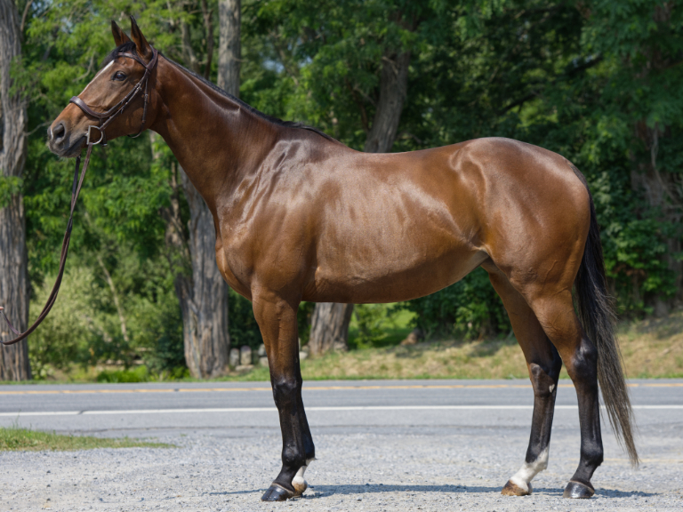 NewVocations's tweet photo. The mare everyone seems to be TERRIFED of...😨

So she still hasn't found a home...going on 361 days...😟

What else can we do to convince you she is an AMAZING horse who deserves a great home? 

Let's get to the reason people are afraid:
"Is she dangerous?" NOT AT ALL! 
"Is she unsound?" NEVER HAS BEEN SINCE WE'VE HAD HER! 
"Does she have bad habits?" THE MARE COULDN'T DO A THING WRONG! 
"Can she be ridden?"  YES! SHE EVEN GOES OVER JUMPS! 
"Well then what is the problem??"  

Looking for Ginny has some osselets in her ankles that look a bit knarly on radiographs - her ankles are bigger than most (cankles some would say...) but outside of their look both in person and on xray - THEY AREN'T AFFECTING HER! She is sound, happy, and ready to work. She has carried junior riders, gone over jumps, looks FLASHY on the flat and could SHINE in a dressage ring or be perfect in a lesson program. Don't let her 'cankles' deter you from getting the best partner...it would just be rude don't you think? Could you be the warm hug for Looking for Ginny? OR do you know someone she'd be perfect for?? 

Check out her profile here: https://t.co/2PqqCTngbN
By Looking At Lucky, winner on the racetrack and now in our hearts...

Click here to become an approved an adopter: https://t.co/we2DGhzJtj

Help us find this WONDERFUL mare a home! She truly deserves it. 🫶