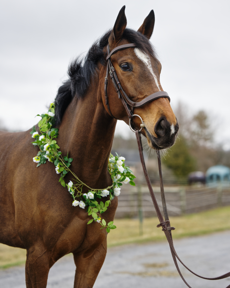 NewVocations's tweet photo. The mare everyone seems to be TERRIFED of...😨

So she still hasn't found a home...going on 361 days...😟

What else can we do to convince you she is an AMAZING horse who deserves a great home? 

Let's get to the reason people are afraid:
"Is she dangerous?" NOT AT ALL! 
"Is she unsound?" NEVER HAS BEEN SINCE WE'VE HAD HER! 
"Does she have bad habits?" THE MARE COULDN'T DO A THING WRONG! 
"Can she be ridden?"  YES! SHE EVEN GOES OVER JUMPS! 
"Well then what is the problem??"  

Looking for Ginny has some osselets in her ankles that look a bit knarly on radiographs - her ankles are bigger than most (cankles some would say...) but outside of their look both in person and on xray - THEY AREN'T AFFECTING HER! She is sound, happy, and ready to work. She has carried junior riders, gone over jumps, looks FLASHY on the flat and could SHINE in a dressage ring or be perfect in a lesson program. Don't let her 'cankles' deter you from getting the best partner...it would just be rude don't you think? Could you be the warm hug for Looking for Ginny? OR do you know someone she'd be perfect for?? 

Check out her profile here: https://t.co/2PqqCTngbN
By Looking At Lucky, winner on the racetrack and now in our hearts...

Click here to become an approved an adopter: https://t.co/we2DGhzJtj

Help us find this WONDERFUL mare a home! She truly deserves it. 🫶