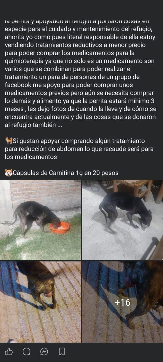 GlodeJo07's tweet photo. 🚨 AYUDA PARA ELLA, POR FAVOR 🐶💔

Esta perrita vivía en la calle y fue rescatada después de que notaran una lesión que resultó ser un TVT (tumor venéreo transmisible).
Ahora está resguardada en un refugio y necesita comenzar quimioterapia. Por su tamaño y peso requerirá entre 6 y 8 sesiones, además de medicamentos, alimento y cuidados durante al menos tres meses.
Ya hubo personas que ayudaron con medicamentos y cosas para el refugio, pero todavía falta mucho y ella depende completamente de nosotros.
Si pueden donar, comprar alguno de los productos que están vendiendo para recaudar fondos o simplemente COMPARTIR, de verdad ayuda muchísimo.
No podemos explicarle que el mundo puede ser una mierda, pero sí podemos demostrarle que también hay gente dispuesta a no dejarla sola. 🥺❤️🐾

Ayúdenme a mover esto, por favor.