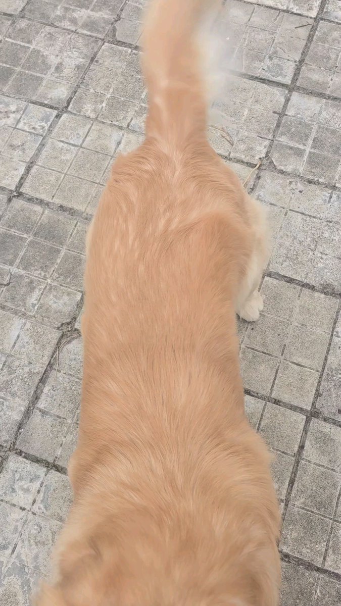 KatelinB46630's tweet photo. Nothing beats coming home to your pup wagging their tail like crazy—pure instant joy https://t.co/h5RHx2dUuF
