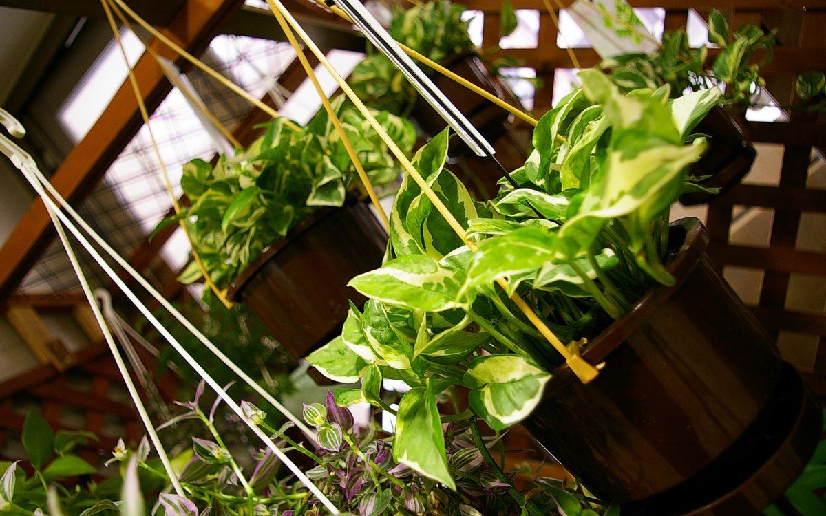 ChoateTc's tweet photo. [Pro tip for your pothos: Let the top 2 inches of soil dry out before watering, and it will thrive! No overwatering, no fuss—just lush green vibes. ]， https://t.co/EtXyXEXrKI