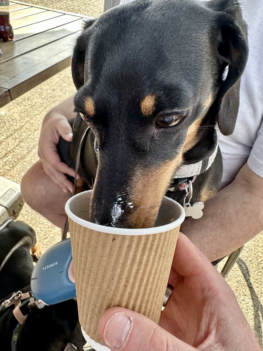 Poplifer73's tweet photo. Lili (and Fritz not pictured) loving their pupacinos.
@AmericanDanMan @_PipSqueek
#SaturdayAfternoon #TattonPark #OutAndAbout #ItsADogsLife https://t.co/9KTts8KnnE