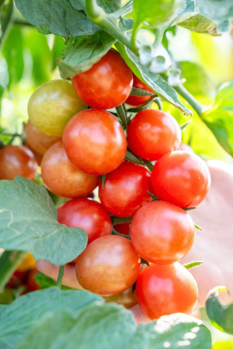 ellen_langham's tweet photo. [My tiny balcony now grows tomatoes —proof small steps bring big, warm changes to my daily life.]， https://t.co/tSoFVYYqMr