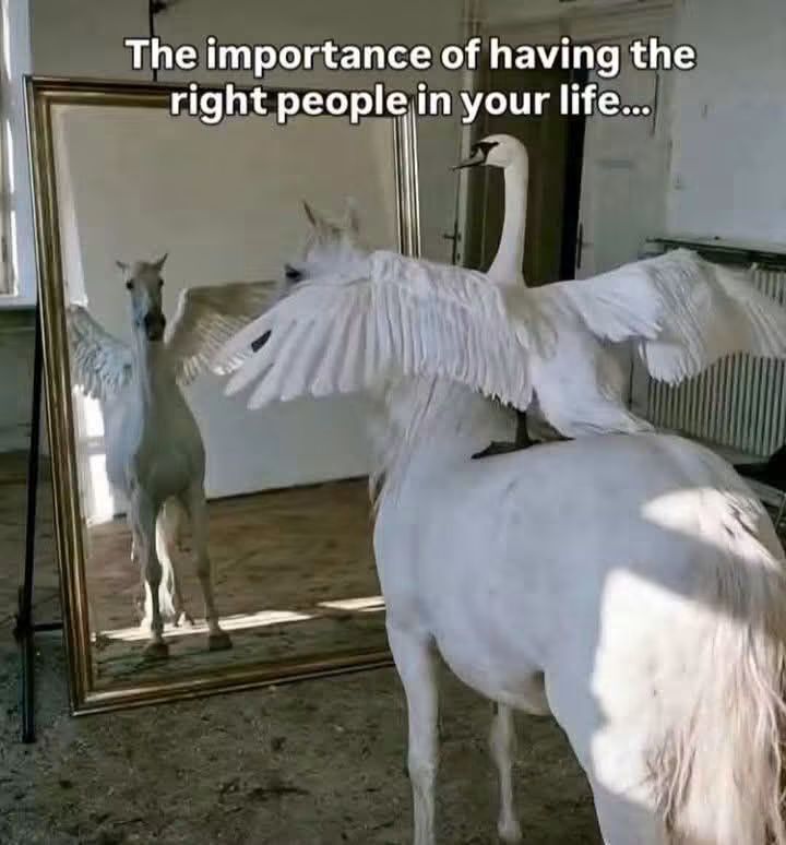 WholesomeMeme's tweet photo. https://t.co/aZ3F6K8hjv