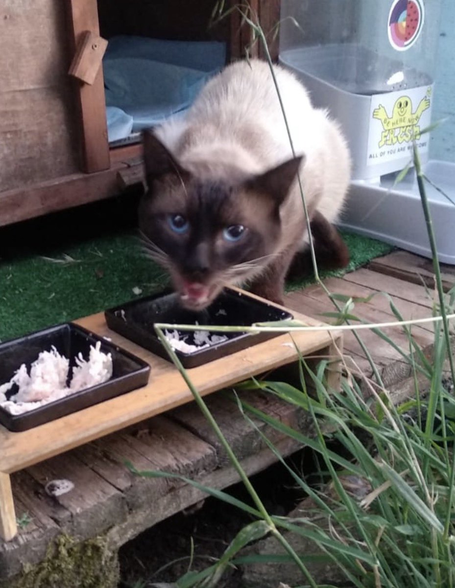 Abeiroanimal's tweet photo. Atticus é un dos gatiños residentes nunha colonia Compostelá recentemente esterilizado e microchipado co CER do @PazodeRaxoi. Outro gatiño esterilizado en colonia que verá mellorar súa vida e axudará a que non aumente o número de nacementos na rúa. https://t.co/jjMi13D32d