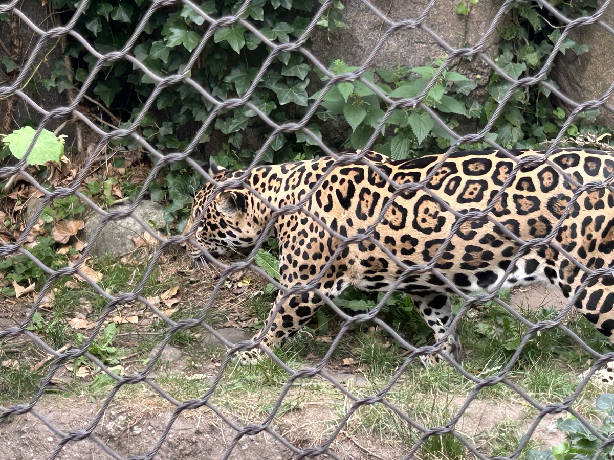 TimDiaper's tweet photo. Rainforest zoo in Randers today. https://t.co/93G5x2SE3D