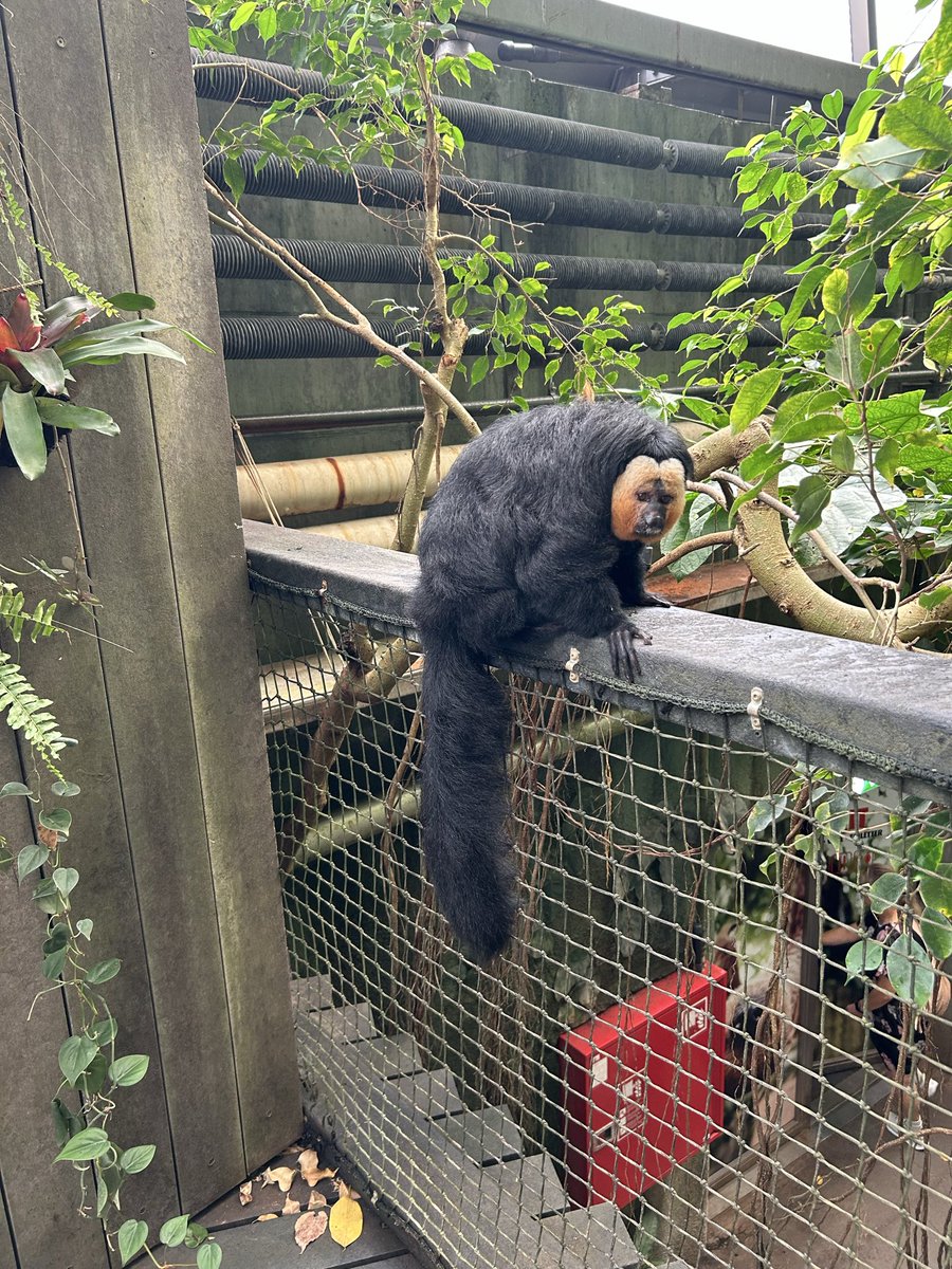 TimDiaper's tweet photo. Rainforest zoo in Randers today. https://t.co/93G5x2SE3D