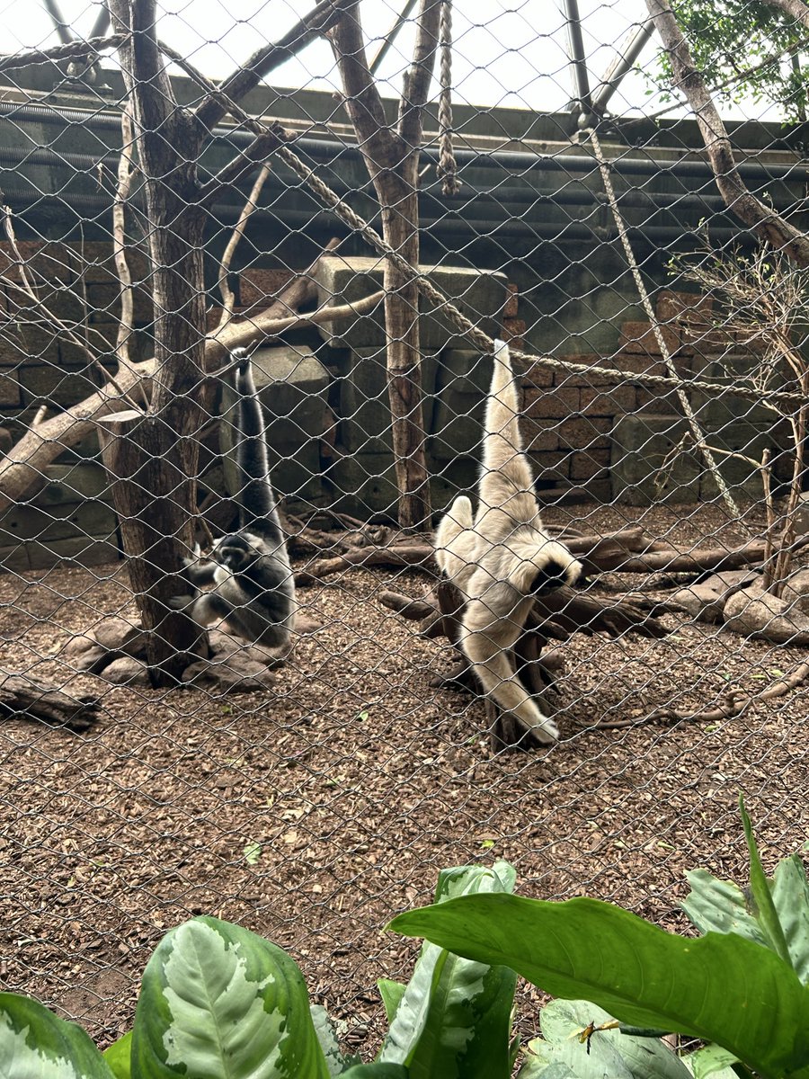 TimDiaper's tweet photo. Rainforest zoo in Randers today. https://t.co/93G5x2SE3D