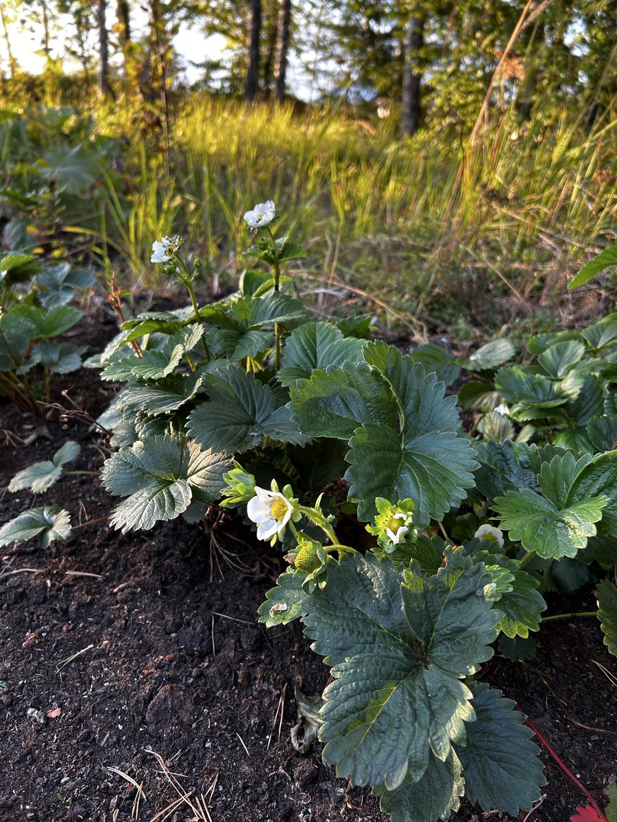 HiironenMiia's tweet photo. Alkaa se kesä tulla pikkuhiljaa tänne susirajallekin, kun mansikatkin jo vihertää.
#kuorinka #liperi https://t.co/qdqEOezxQ4