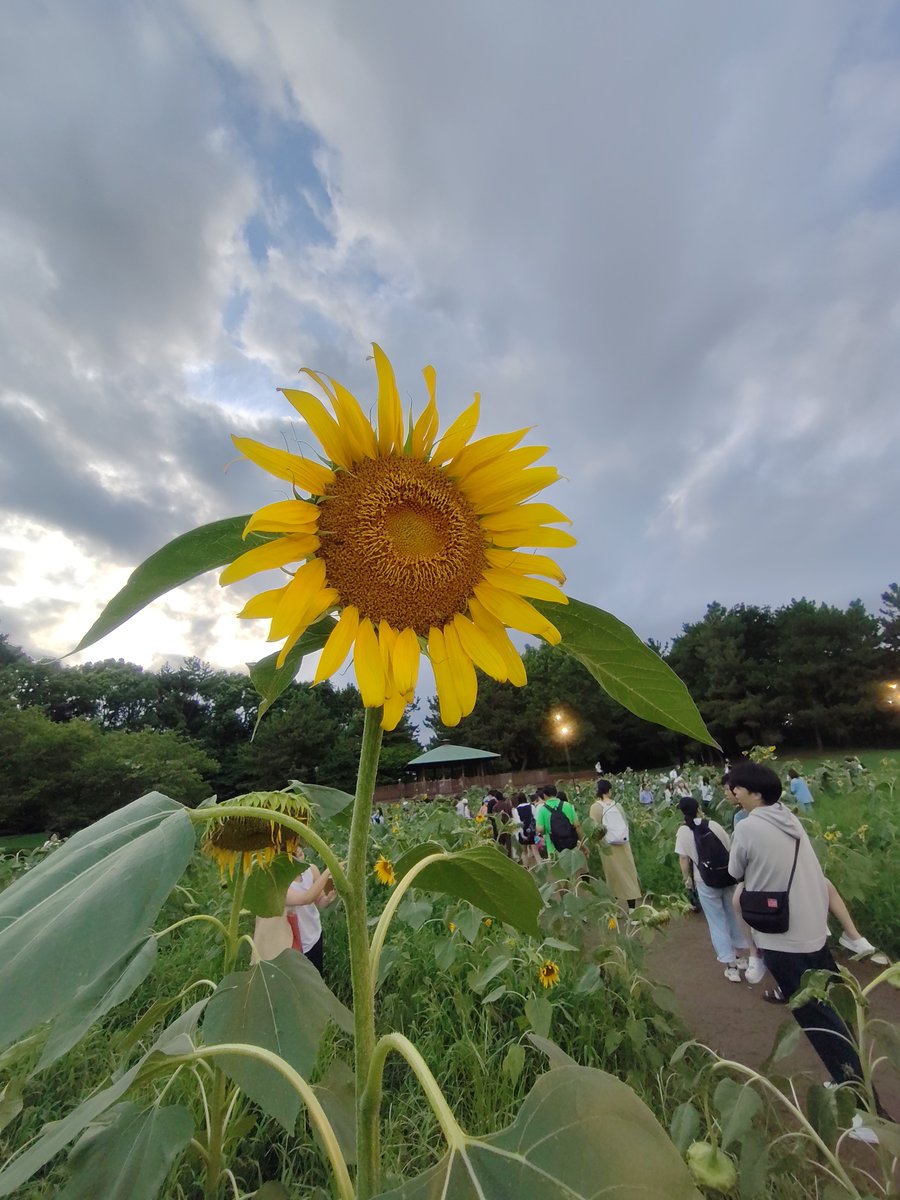 masakispapa's tweet photo. ひまわり🌻畑、すでに見頃を過ぎていましたが、元気をもらえた気がします。 https://t.co/InFCANkfhz