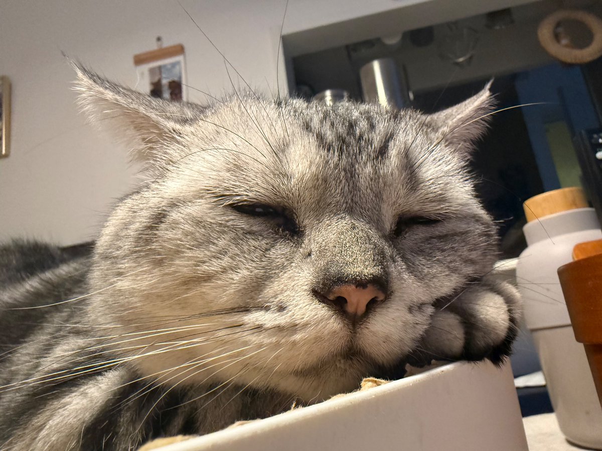 GSumisumi's tweet photo. おはよう💕

#アメショー #アメリカンショートヘア #猫好き #猫のいる生活  #猫 #ネコ #ねこ #cat #cats #catlife https://t.co/LZj9x5zD9l
