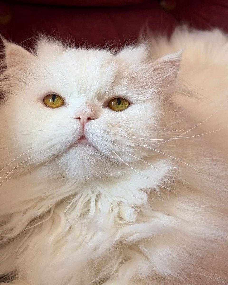 zllktlr's tweet photo. "ARTIK İSTENMİYOR… 3 YAŞINDAKİ BU GÜZEL İRAN KEDİSİ ÖMÜRLÜK YUVASINI ARIYOR  Yer: Bahçelievler / İstanbul
İletişim: 0552 553 23 16
Takip şartımız vardır.
Kısırlaştırma şartıyla sahiplendirilecektir. https://t.co/fw4VF00Ew4 https://t.co/vzqGGgvJBF