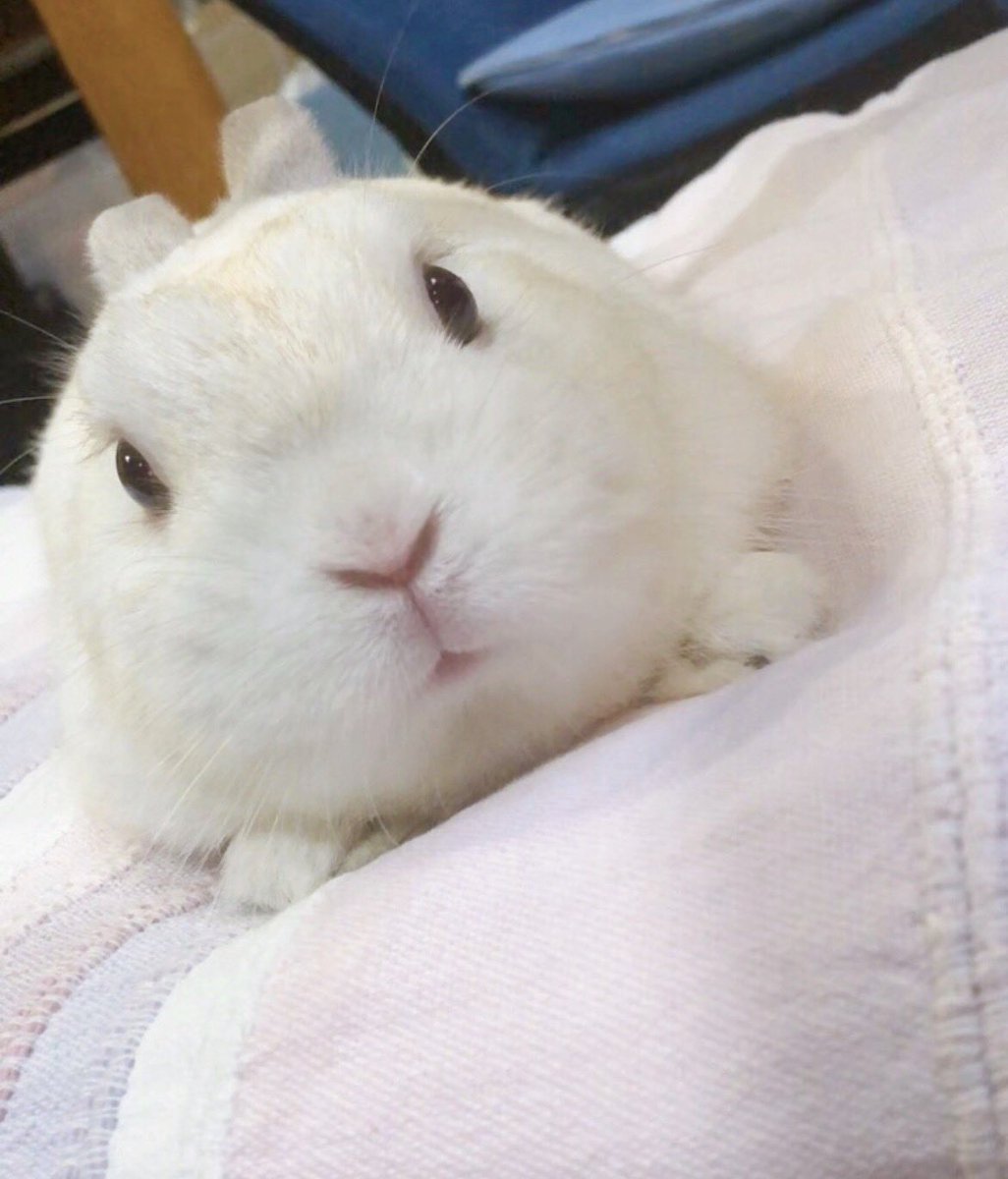 chiyo_ya00's tweet photo. じっ…👀🐰 https://t.co/VssJSKY0ay