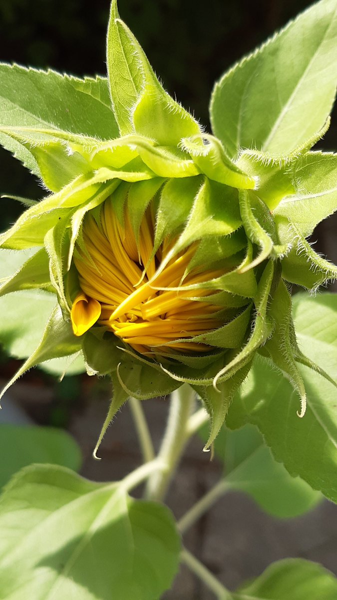 Silvanarscj's tweet photo. Happy #AssumptionDay to you all! #TodaysHeaven comes with thanks to two muses - @ClerkofOxford and @BirgitteUna - plus my still-shy #sunflower...
https://t.co/zBR6pvoNZw
#SimplyLife #Choice4God #NunsOfTwitter #AssumptionOfMary https://t.co/vn3TYkkeBS