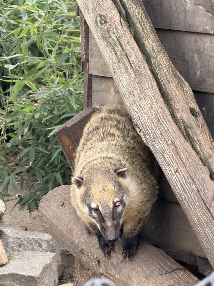 lulibota's tweet photo. Mucho Bioparque bla bla pero la tristeza del animal en cautiverio me destruye https://t.co/c6tnAJxQR6