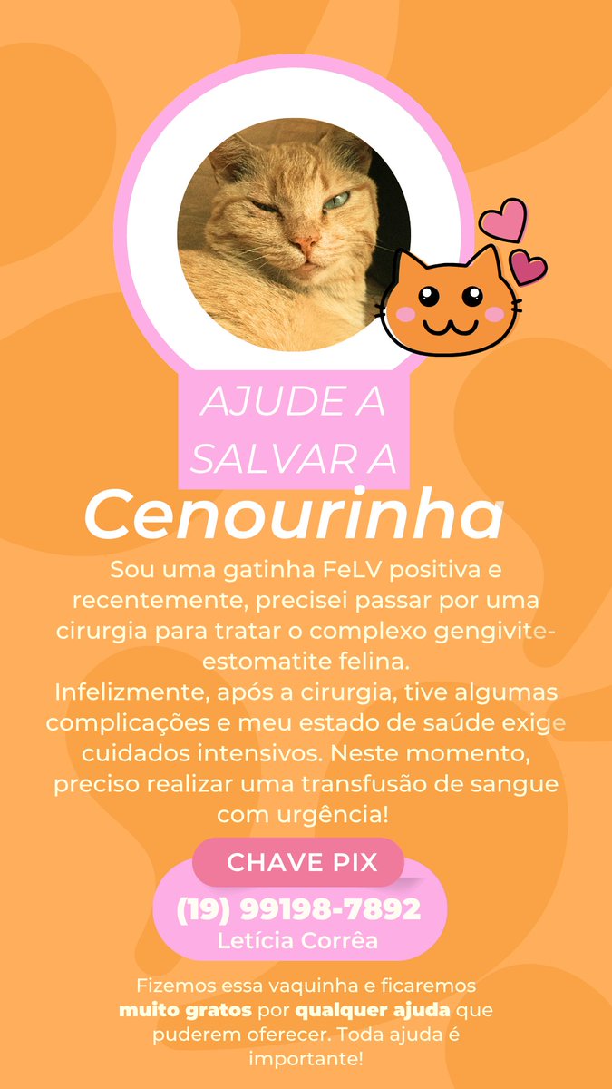 draculies's tweet photo. oi pessoal! estou precisando de ajuda para salvar a minha gatinha! devido as complicações da cirurgia, ela precisa agora, de uma transfusão de sangue. por favor, se puderem compartilhar ou ajudar com qualquer valor, já fico muito agradecida! https://t.co/zmMuyzoXMN
