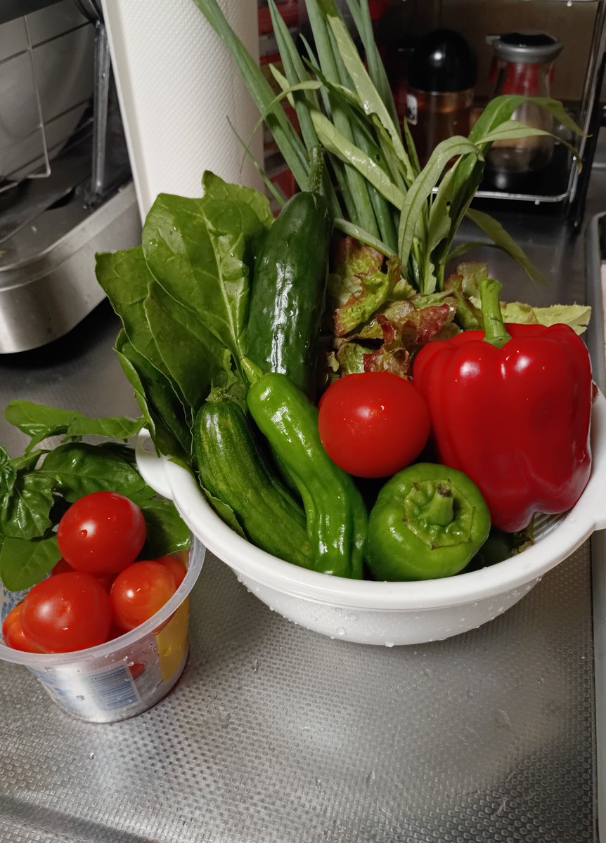 mekogw2011's tweet photo. 今朝収穫した家のお野菜たち🫑🍅🧺 
パプリカがやっと赤くなったよ、緑色から赤くなるまでが長かったぁ😵

#家庭菜園
#パプリカ
#ピーマン
#ししとう
#ミニトマト
#キュウリ
#サニーレタス
#フダンソウ 
#空芯菜
#小ねぎ https://t.co/CUte1ydGk8