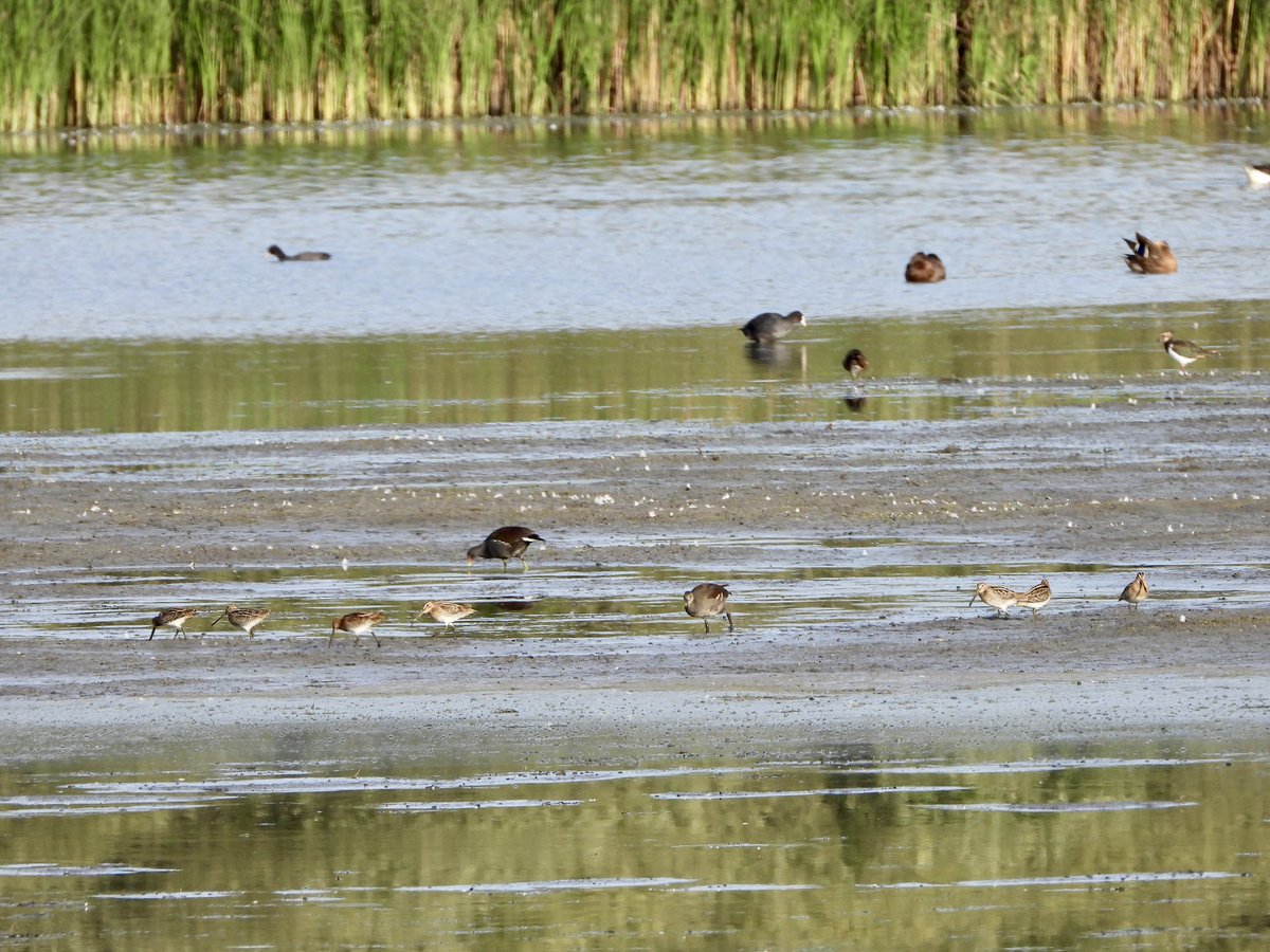 andysims4049's tweet photo. Snipe numbers have increased to 7 at the mere this evening. Also 1 Green Sandpiper, 30 Lapwings, 4 Common Terns, 9 Grey Herons, 7 G W &amp; 7 L Egrets. @Lincsbirding @PatchBirding @BTO_Lincs @LincsWildlife https://t.co/5euNKeQfXm