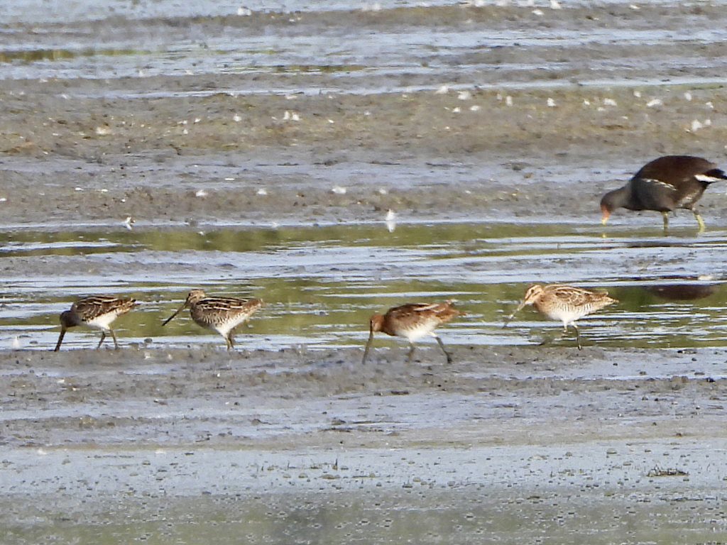 andysims4049's tweet photo. Snipe numbers have increased to 7 at the mere this evening. Also 1 Green Sandpiper, 30 Lapwings, 4 Common Terns, 9 Grey Herons, 7 G W &amp; 7 L Egrets. @Lincsbirding @PatchBirding @BTO_Lincs @LincsWildlife https://t.co/5euNKeQfXm