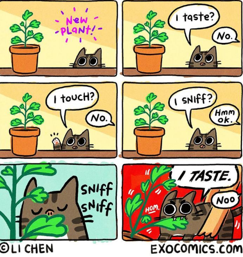 Avadomivtuber's tweet photo. POV: You see a new plant and suddenly become a professional food critic

“I taste?” — No.
“I touch?” — No.
“I sniff?” — Hmm… okay. 
5 seconds later: “I TASTE.”
Cats really have ZERO self-control

#CatMemes #Cats #Meme #FunnyMemes #Streamer #VTuber https://t.co/GNdPby9glN