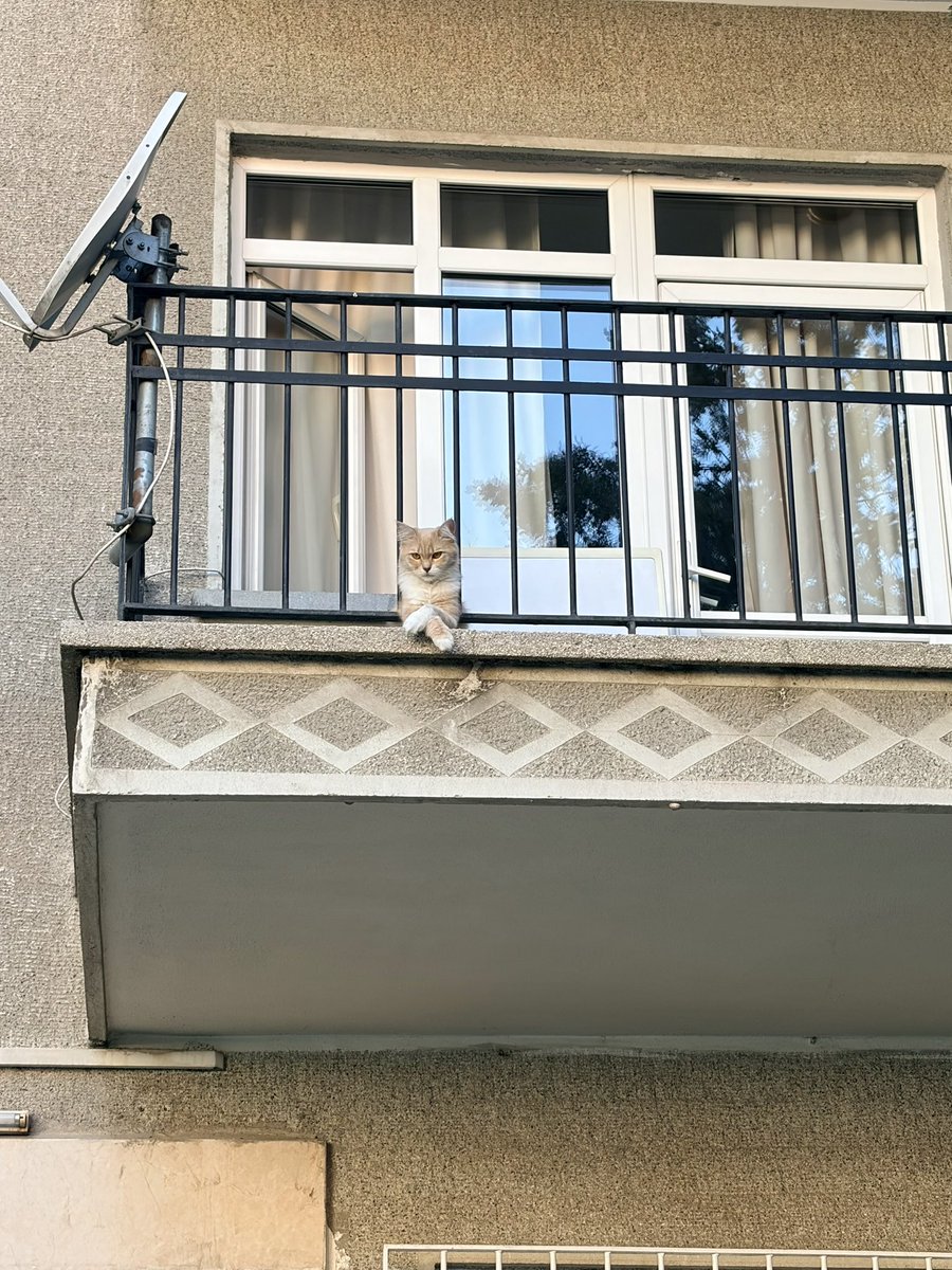 portakalmisim's tweet photo. herkes işini gücünü bırakıp şu kediye baksın hemennn https://t.co/PW2MYQQrNN