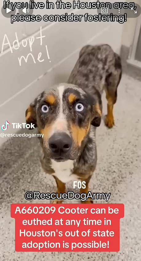 HeikeE25175's tweet photo. 🚨 CAN BE KILLED AT ANY TIME! Breathtaking 2.6YO ice-blue eyed Catahoula COOTER/COOPER (#A660209) is on acute kill list for space at Houston Harris County Pets! Super calm & gentle! Please RT! 😭💔 @FFT1776 @PawsnTails4TX #SaveCooper https://t.co/DOhQdsSls8