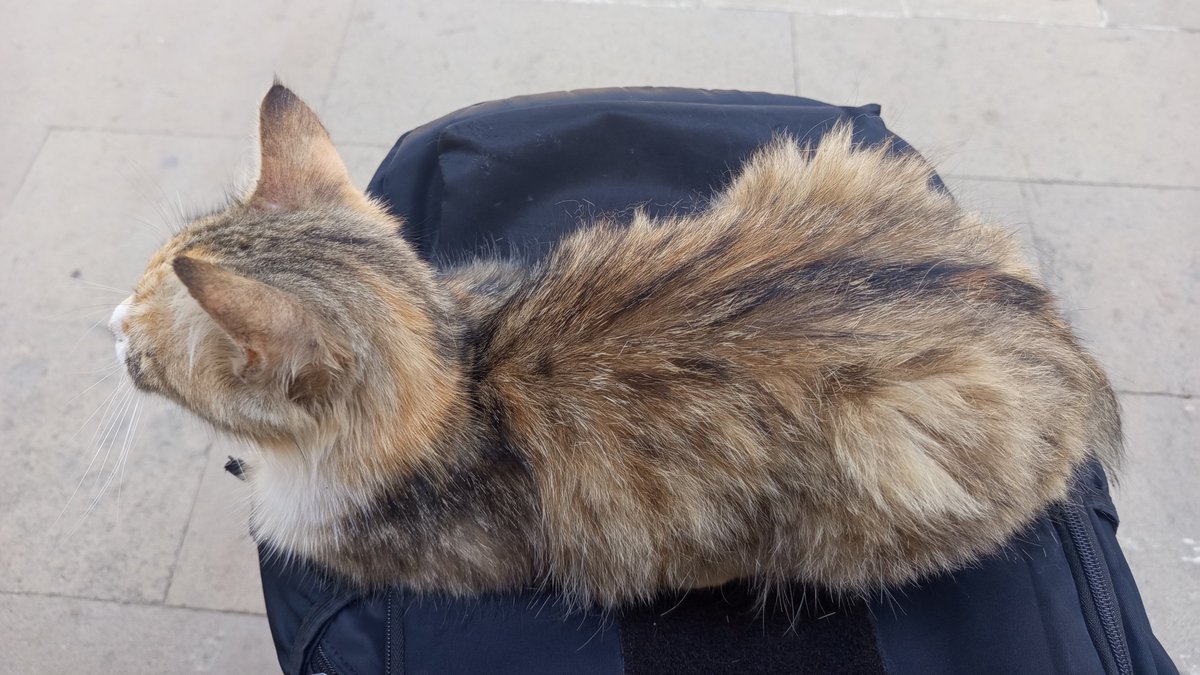 ElK4fir's tweet photo. Cat parking only https://t.co/7FqMOKvMl2