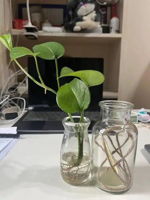 MMHA74392365's tweet photo. Pro tip: Water your pothos when the top 2 inches of soil feel dry – it’ll thrive with bright indirect light, no overwatering needed! ， https://t.co/yGqZNKm6c5