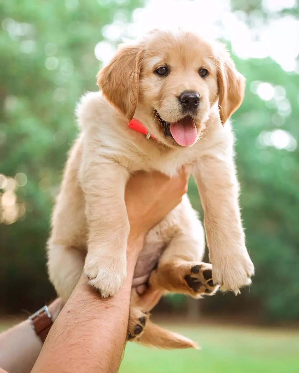 utran_'s tweet photo. [My little pup just hit its 1-year mark! From tiny wobbly furball to zooming ball of energy—every messy snuggle and silly grin makes my heart full ]， https://t.co/hsYnDOeVsA