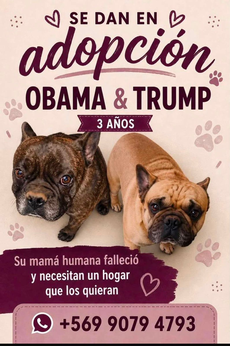 todopormiperro's tweet photo. https://t.co/yovxaoZ7Dn